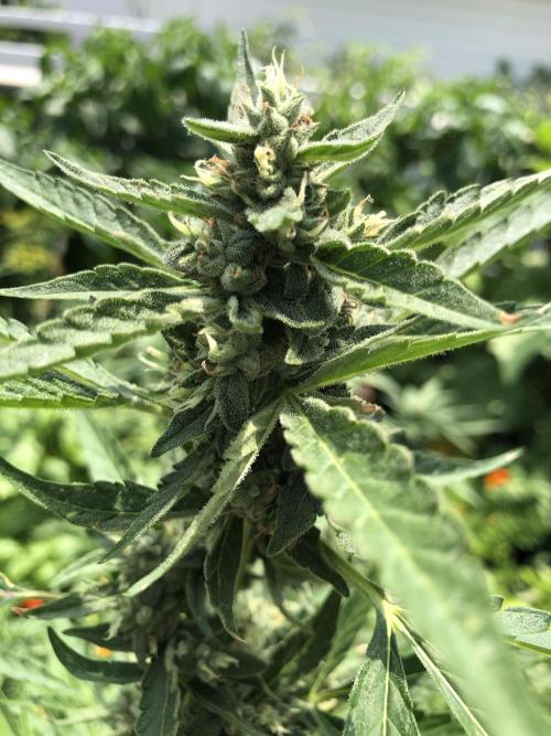Pine Auto Outdoor Spring 26'. Week 7