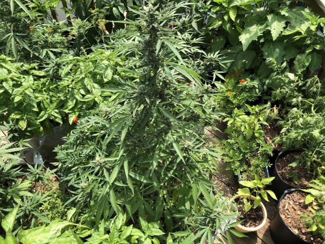 Pine Auto Outdoor Spring 26'. Week 7