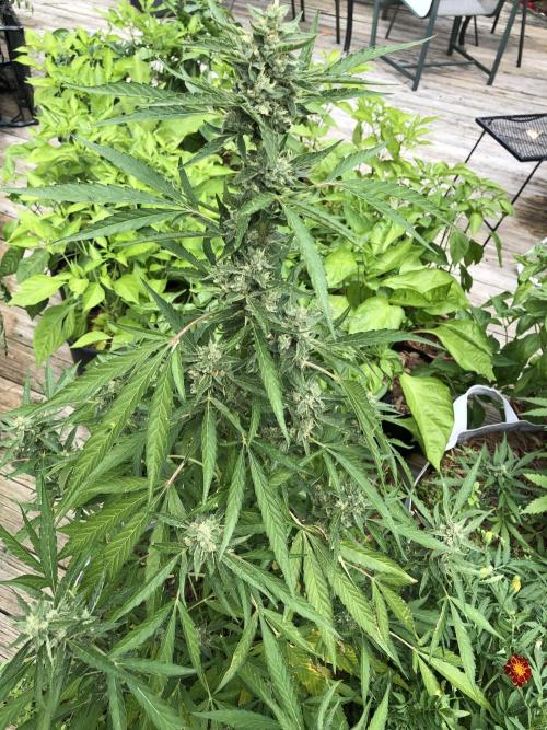 Pine Auto Outdoor Spring 26'. Week 7