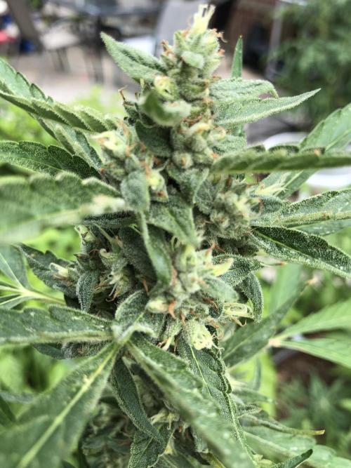 Pine Auto Outdoor Spring 26'. Week 7