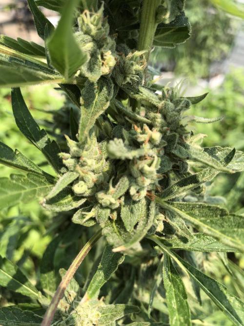 Pine Auto Outdoor Spring 26'. Week 7