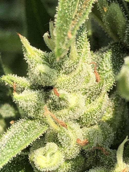 Pine Auto Outdoor Spring 26'. Week 7