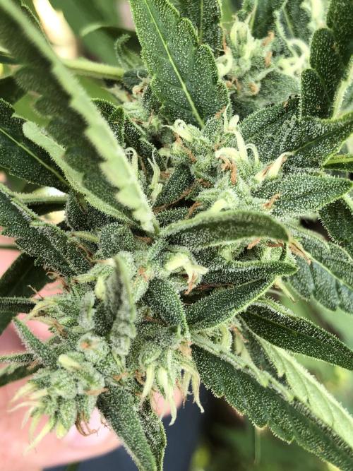 Pine Auto Outdoor Spring 26'. Week 7