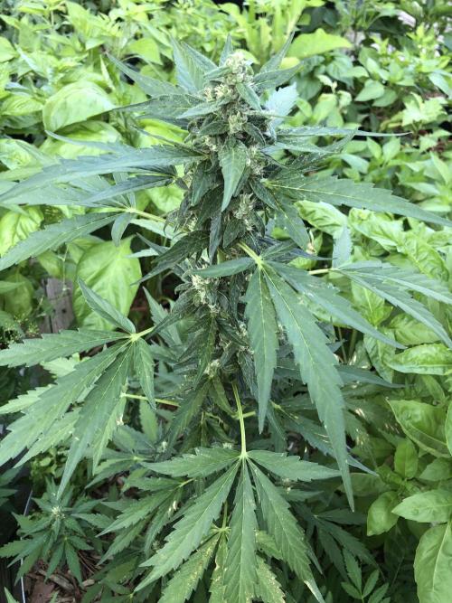 Big Jack Auto Outdoor Spring 26'. Week 7