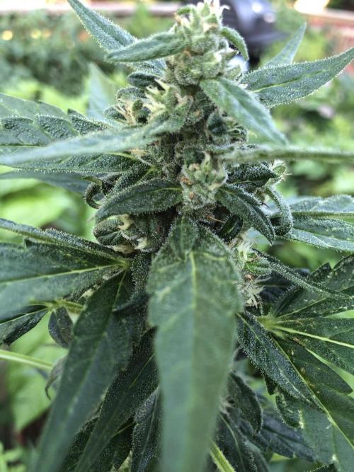 Big Jack Auto Outdoor Spring 26'. Week 7