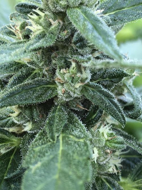 Big Jack Auto Outdoor Spring 26'. Week 7