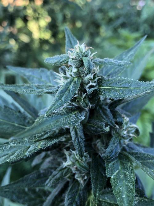 Big Jack Auto Outdoor Spring 26'. Week 7
