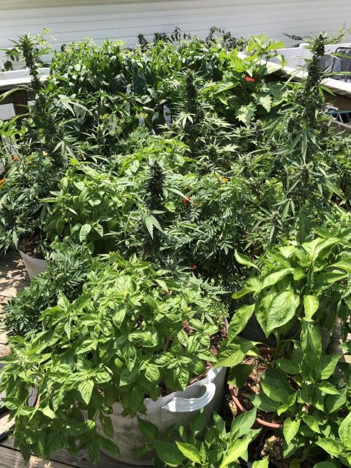 Big Jack Auto Outdoor Spring 26'. Week 7