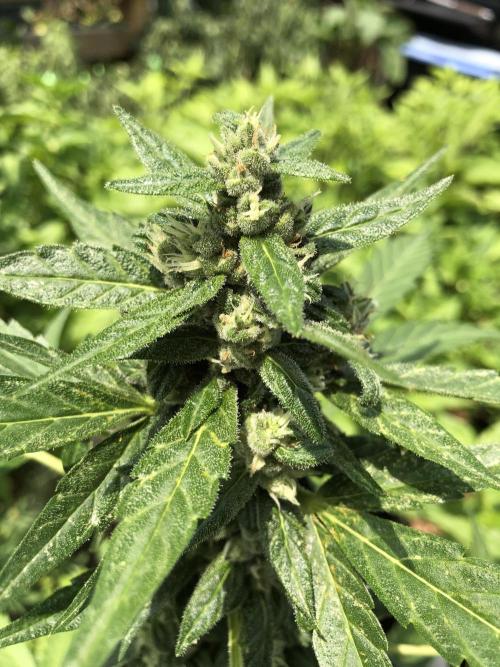 Big Jack Auto Outdoor Spring 26'. Week 7