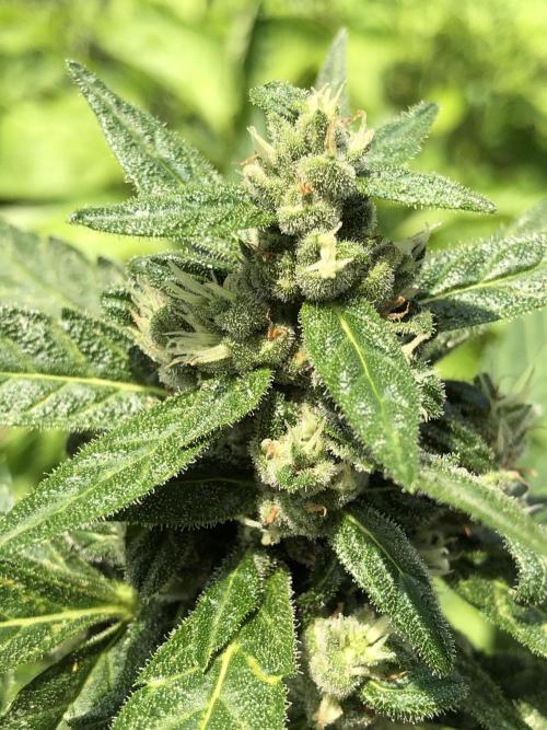 Big Jack Auto Outdoor Spring 26'. Week 7