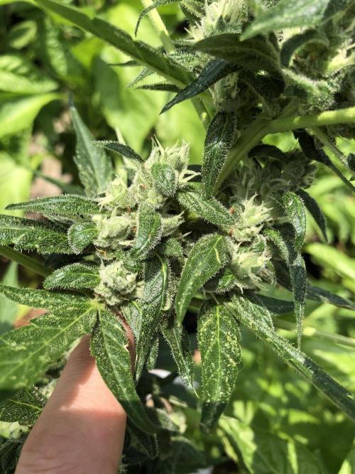 Big Jack Auto Outdoor Spring 26'. Week 7