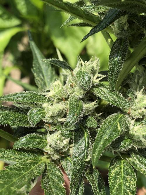 Big Jack Auto Outdoor Spring 26'. Week 7