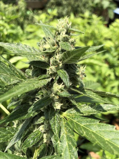 Big Jack Auto Outdoor Spring 26'. Week 7