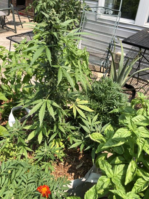 Big Jack Auto Outdoor Spring 26'. Week 7