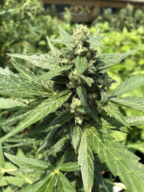 Big Jack Auto Outdoor Spring 26'. Week 7