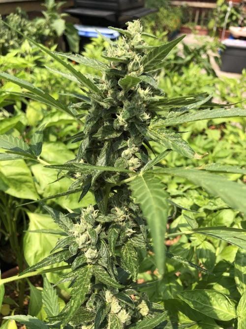 Big Jack Auto Outdoor Spring 26'. Week 7