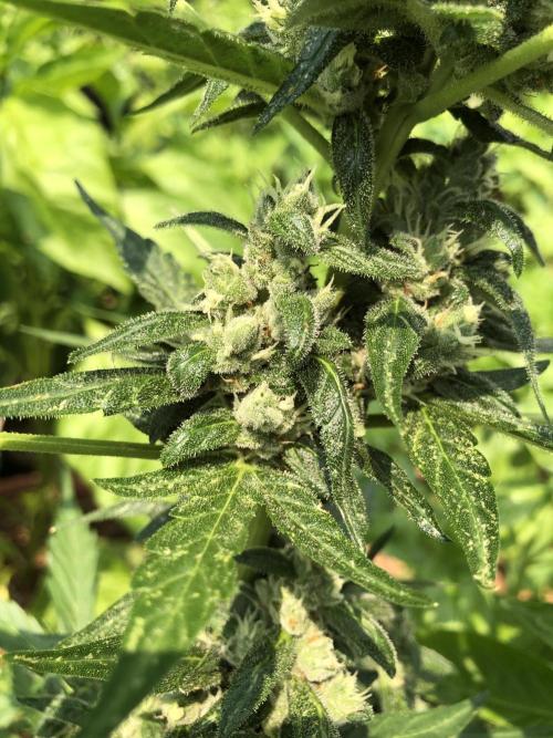 Big Jack Auto Outdoor Spring 26'. Week 7