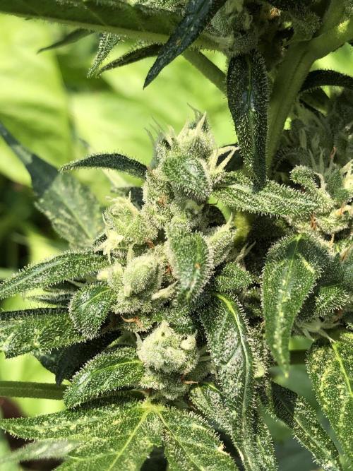 Big Jack Auto Outdoor Spring 26'. Week 7