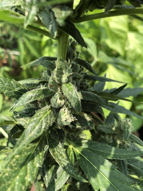 Big Jack Auto Outdoor Spring 26'. Week 7