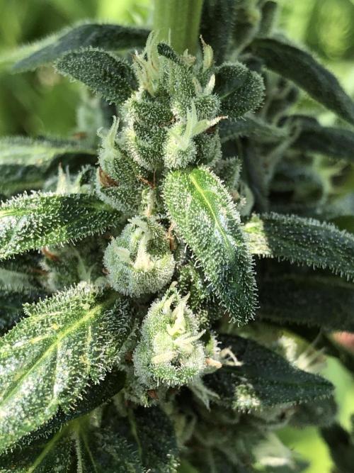 Big Jack Auto Outdoor Spring 26'. Week 7