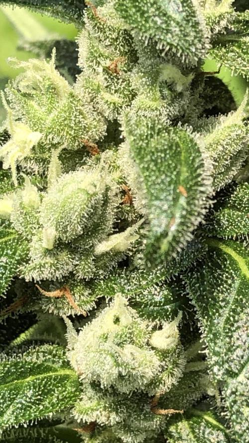 Big Jack Auto Outdoor Spring 26'. Week 7