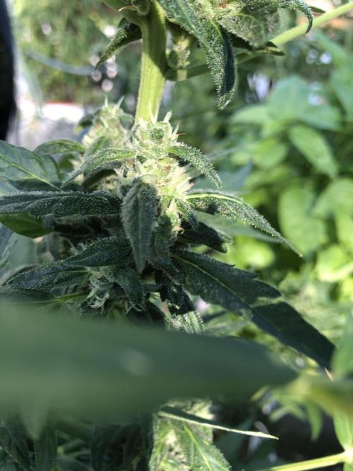 Maui Wowie Auto Outdoor Spring 26'. Week 7