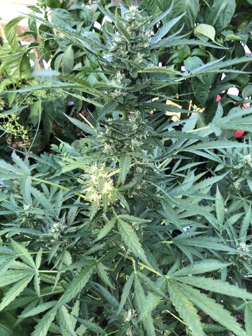 Maui Wowie Auto Outdoor Spring 26'. Week 7
