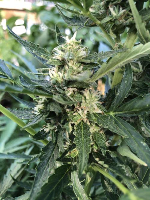 Maui Wowie Auto Outdoor Spring 26'. Week 7