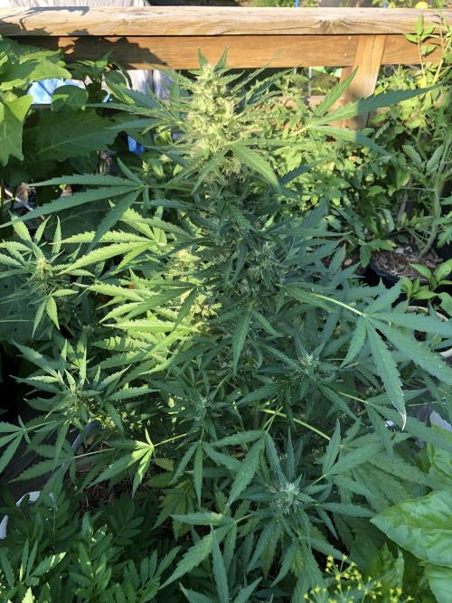 Maui Wowie Auto Outdoor Spring 26'. Week 7