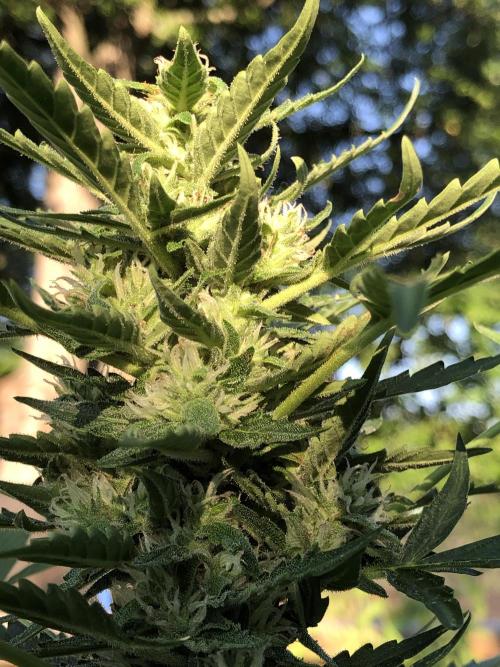 Maui Wowie Auto Outdoor Spring 26'. Week 7