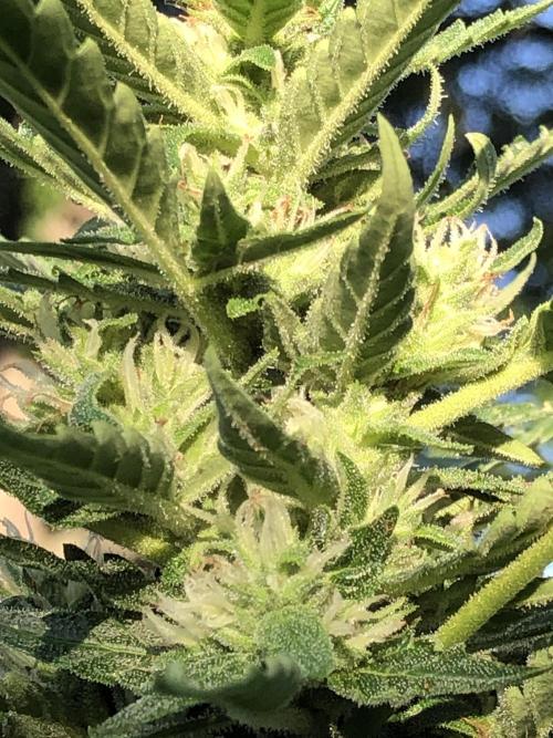 Maui Wowie Auto Outdoor Spring 26'. Week 7