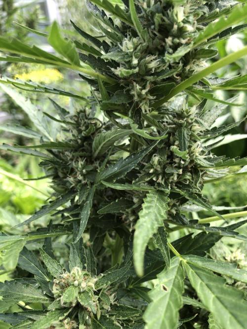 Maui Wowie Auto Outdoor Spring 26'. Week 7