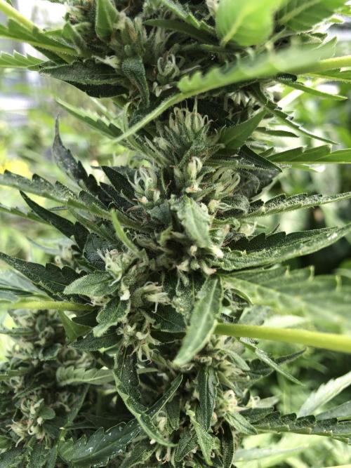 Maui Wowie Auto Outdoor Spring 26'. Week 7