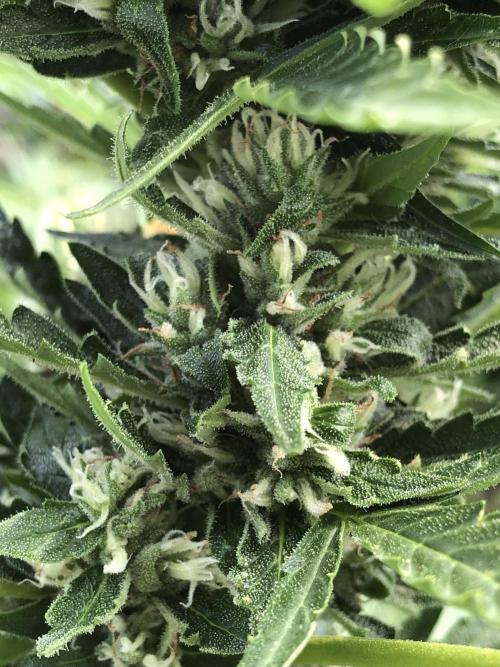 Maui Wowie Auto Outdoor Spring 26'. Week 7