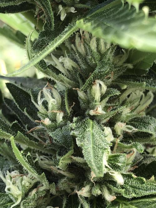 Maui Wowie Auto Outdoor Spring 26'. Week 7