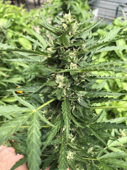 Maui Wowie Auto Outdoor Spring 26'. Week 7
