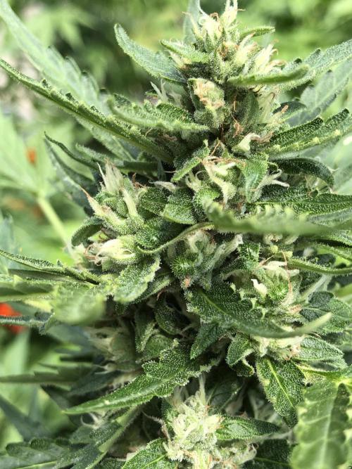 Maui Wowie Auto Outdoor Spring 26'. Week 7