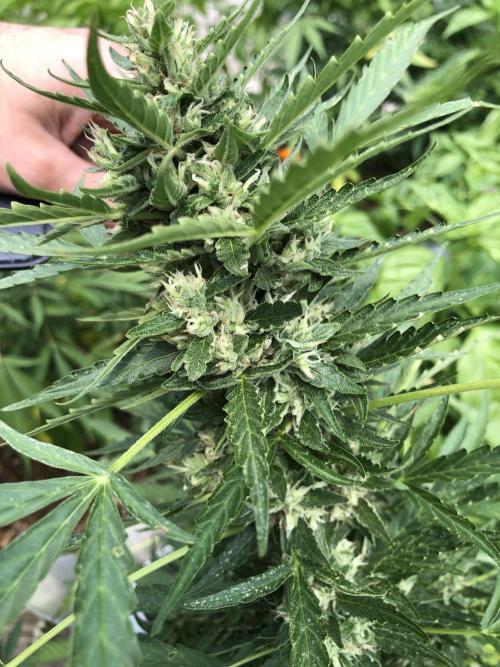 Maui Wowie Auto Outdoor Spring 26'. Week 7