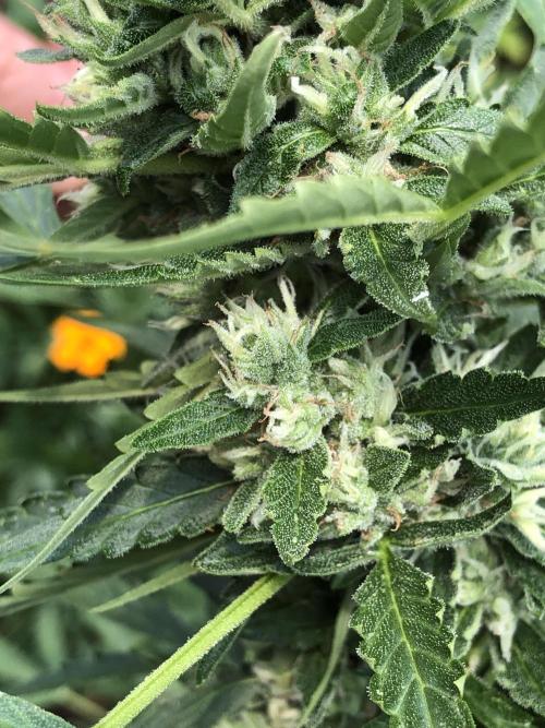 Maui Wowie Auto Outdoor Spring 26'. Week 7