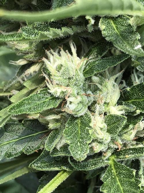 Maui Wowie Auto Outdoor Spring 26'. Week 7