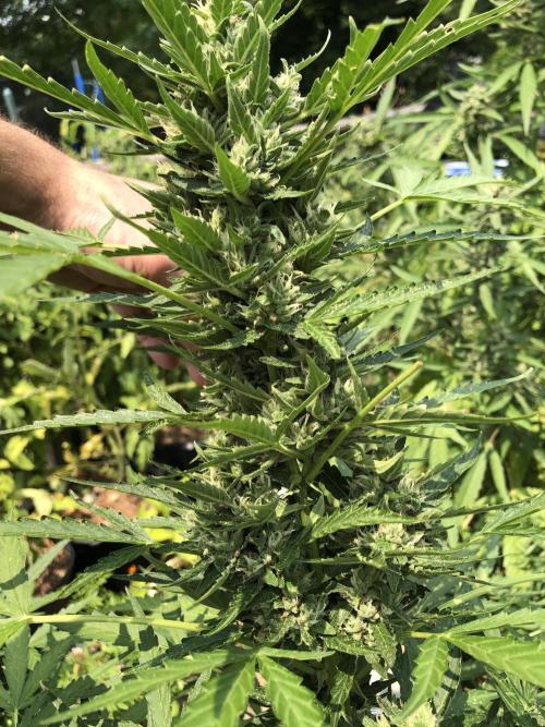Maui Wowie Auto Outdoor Spring 26'. Week 7