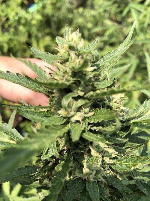Maui Wowie Auto Outdoor Spring 26'. Week 7