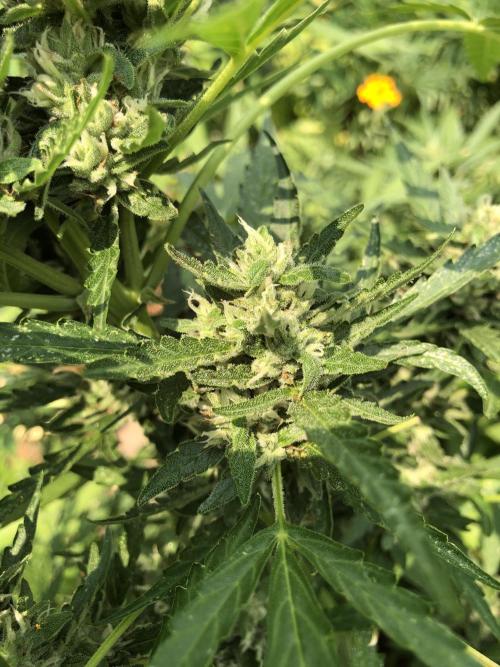 Maui Wowie Auto Outdoor Spring 26'. Week 7