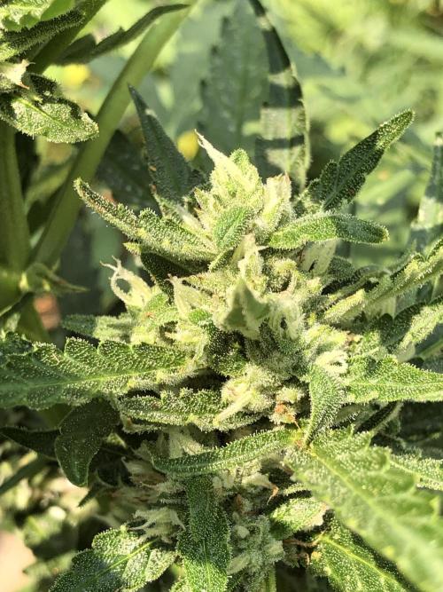 Maui Wowie Auto Outdoor Spring 26'. Week 7