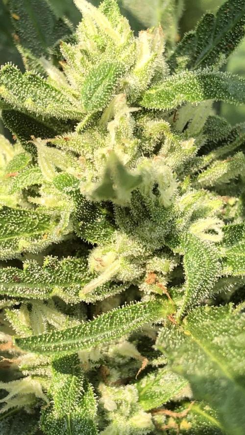 Maui Wowie Auto Outdoor Spring 26'. Week 7