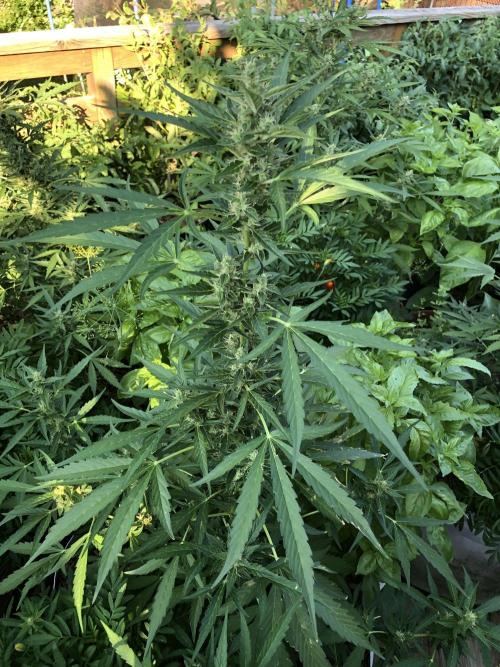 OG Kush Auto Outdoor Spring 26". Week 7