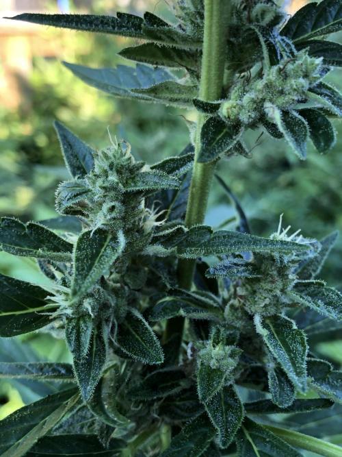OG Kush Auto Outdoor Spring 26". Week 7