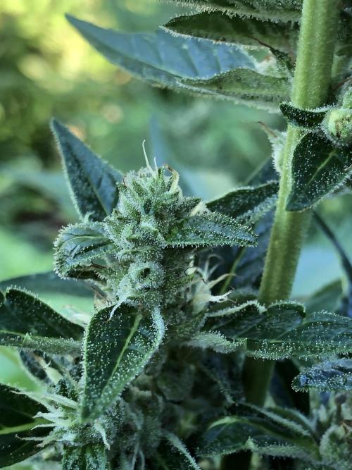 OG Kush Auto Outdoor Spring 26". Week 7