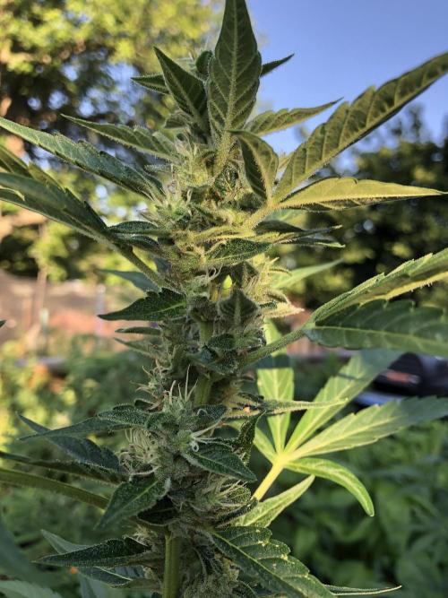 OG Kush Auto Outdoor Spring 26". Week 7