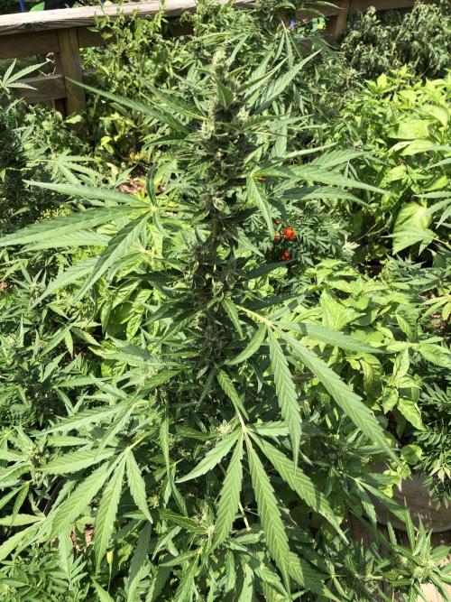OG Kush Auto Outdoor Spring 26". Week 7